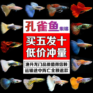 活體金魚十大牌子排行榜