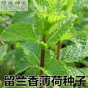 薄荷種子十大牌子排行榜