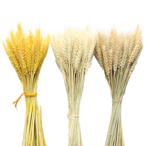 麥穗干花十大牌子排行榜