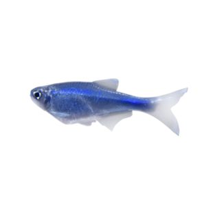 熱帶魚活體十大牌子排行榜