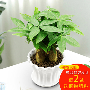 花卉植物十大牌子排行榜